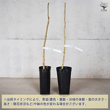 Amazon.co.jp: ITANSE ザクロの苗木 品種：中華石榴王(ちゅうか